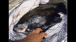 Tenho Tambaqui de 1,500kg, no Fundo de Quintal