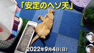 我が家の猫たち「安定のヘソ天」2022年9月4日(日) \