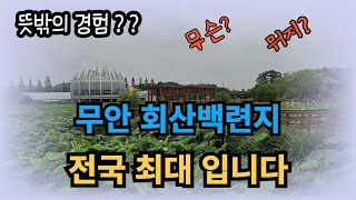 무안에 무슨일이? 회산백련지 연꽃만발 직전 [ 최프로 여기,어디 ]