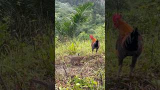 Mikat Ayam Hutan Bertemu Anak Si Belang 😱 #mikatayamhutansumatra #bolang  #kucinghutan #petualangan