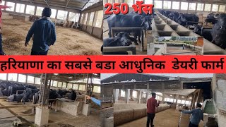 250 भैंसो का हरियाणा का लाजवाब आधुनिक फार्म। Rishiram dairy farm [biggest dairy farm haryana]rahul