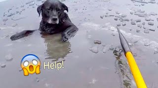 Best Animal Rescues Of The Year 😢 These Animals asked people for help