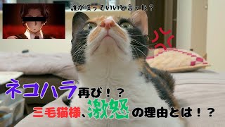 ネコハラ再び！？三毛猫様、激怒の理由とは！？