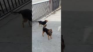 köpek havlama sesi