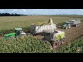 Chopping Corn Silage & Pumping Cow Manure near Greensburg Indiana -  Hulbosch Dairy