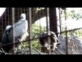 white backed vulture parent and child.コシジロハゲワシの親子。