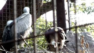 White-backed Vulture parent and child.コシジロハゲワシの親子。