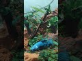 Blue Metalik Glossy Betta Fish helleehhh...