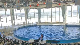 アクアワールド茨城県大洗水族館　イルカ・アシカ　オーシャンライブ　2023.02.12　11:30～