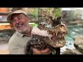 feeding dwarf caiman u0026 giant alligators 😱