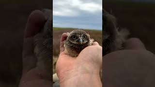 burrowing owls returning to burrow| cute.