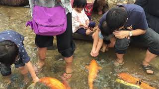 Fish Spa \u0026 Fish Feeding @ Bombon Kg Marakau @ Ranau, Sabah