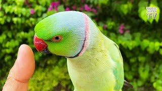 Talking Parrot | Funny Parrot | Dancing Parrot