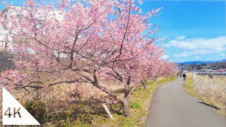 【4K】Watching Kawazu Cherry Blossoms at the Kannami Cherry Blossom Festival