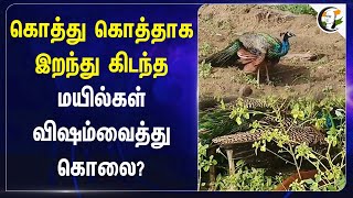 கொத்து கொத்தாக இறந்து கிடந்த மயில் | Peacock death | Tuticorin