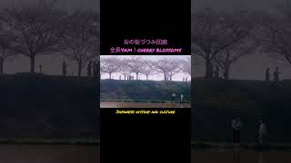 ［おの桜づつみ回廊］全長4km！Cherry blossoms 西日本最大級の規模