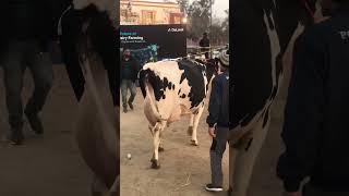 PDFA ਜਗਰਾਉਂ  HF  Cow milk 62 Let ਗੋਰੇ ਜੱਜ  ਹੈਰਾਨ ਰਿਹਾ