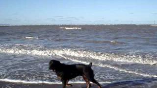 at rhyl beach with rambo my rottie.