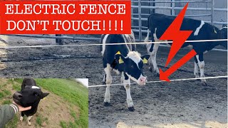 WHEN CALVES MEET THE ELECTRIC FENCE!!  RESULTS ARE SHOCKING