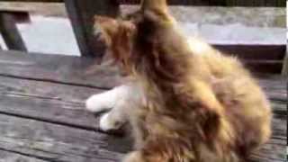 Purring Pussy Cat