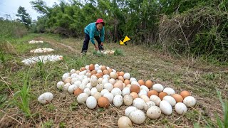 Farmer Finds Hundreds of Strange Eggs in His Crops - But When They Hatch, He Bursts Into Tears