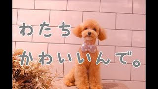 かわいいは正義！子犬のアンズちゃんのクマさんカット【ドッグサロン  福岡 トリミング  久留米  佐賀 doggrooming】