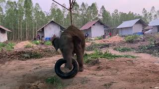 สวัสดียามเย็นวันนี้บรรยากาศเย็นสบาย💙🐘 (Happy สงกรานต์ครับ ) 🙏🏻