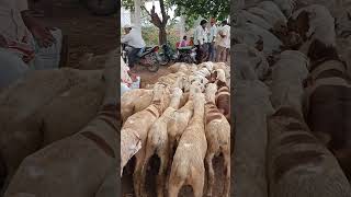 Chilakaluripet sheep and goat market 13-05-23 every Saturday near NH 16 Kolkata to Chennai Highway