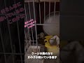 【 フクロモモンガ 】寂しいときの鳴き声！ おはモモンガ 蜜袋鼯 슈가글라이더 フクモモ sugerglider モモンガ shorts