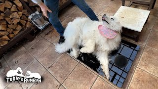 順調に体重を減らすルンルンとアランです　Great Pyrenees　グレートピレニーズ