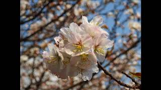 2018 4 29寒地土木研究所の桜