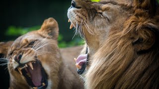 ÁFRICA, El REINO De BOTSWANA: Animales Del KALAHARI Y La DELTA Del OKAVANGO