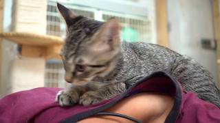 人の背中に飛び乗る子猫 - A kitten riding on back