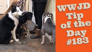 What Would Jeff Do? Dog Training Tip of the Day tip #183 Nervous Dogs