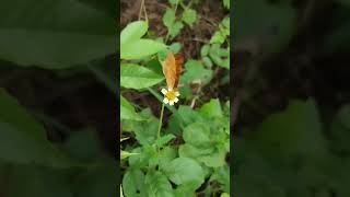 ரொம்ப பக்கம் தான் பக்கம் தான் butterfly 🦋 #mobilephotography  #butterfly #adult #flowers #shorts