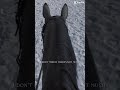 🤎✨ horse horsebackriding viral shorts sweater weather