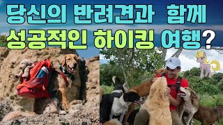 당신의 반려견과 함께 성공적인 하이킹 여행? #동물#dog #개 #animal  #반려견