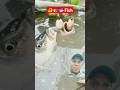 Fishing very amazing 🐠😝#short #fishing #fish #short_vidio #funny #youtube_shorts #village_fish