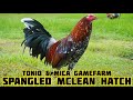 Spangled Mclean Hatch of Tonio & Mica Gamefarm in Muntinlupa Philippines by Tonio Romulo