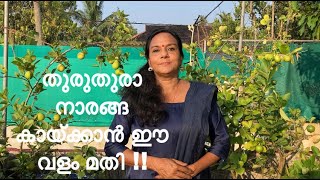 LEMON HARVEST | നാരങ്ങാ ടെറസ്സിൽ നിന്നും ഇഷ്ടംപോലെ | ORGANIC LEMON CULTIVATION |