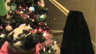 Pug Puppy Rudolph the Red Nosed Rainpug.mpg