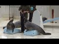 すべり台をすべりまくるゴマフアザラシ　おたる水族館　spotted seal sliding down a slide