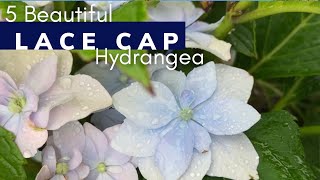 5 Beautiful Lacecap Hydrangea