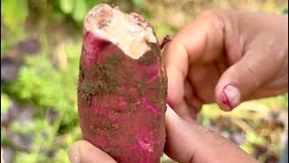 Pinagkakaguluhan ngayon na JAPANESE Sweet Potato + How to Grow Stronger and Succeed