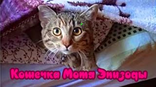 Кошечка Мотя Эпизоды Питомцы моих подписчиков Kitty Motya Episodes Pets of my subscribers