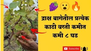 द्राक्ष बागेतील एकाच काढी वर ८ घड🔥🍇||#द्राक्ष #द्राक्षबागायदार #स्टेटस #brandshetkari #farmer #like