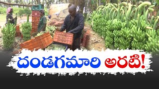 గిట్టుబాటు ధర లేక అరటి రైతు విలవిల |  Farmers Struggle | Eluru District