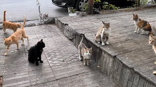 A Group of Stray Cats Roaming the City : Heartwarming Urban Adventures