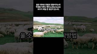 울 소재 의류의 세탁 방법