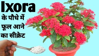 🔴इस तरह पाए Ixora में ढेरों फूल/ Secret for bumper flowering in Ixora plants/ Ixora plant fertilizer